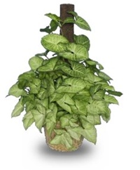 4378c5b3-Syngonium White Butterfly.jpg